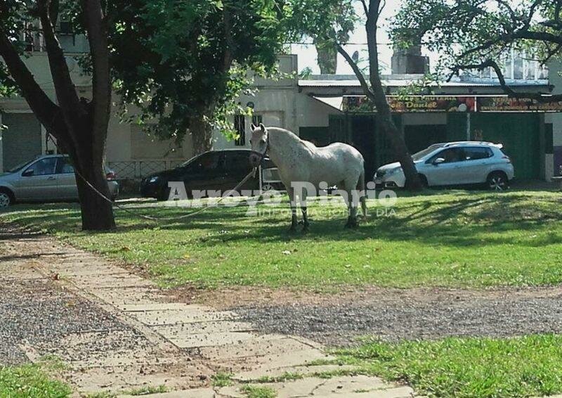 En pleno boulevard. As? se encontraba el equino en la ma?ana de hoy.