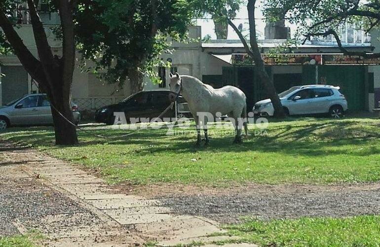 En pleno boulevard. As? se encontraba el equino en la ma?ana de hoy.