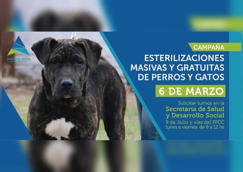 Imagen de Nueva jornada de esterilizaciones para perros y gatos