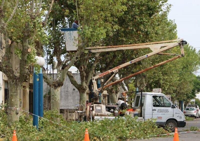 Arrancaron esta semana. Los trabajos de escamonda comenzaron el lunes pasado. Foto: Mat?as Perfetto, Municipalidad de Arroyo Seco.