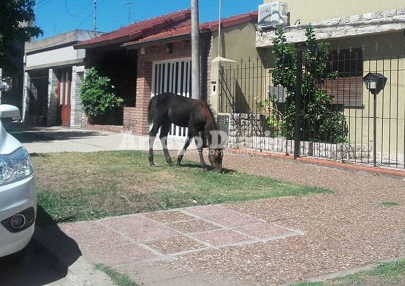 Imagen de Caballo suelto en Gaboto y Ju?rez Celman