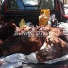 Imagen de Cuatrerismo: mutilan animales en el campo de la familia Brancolini