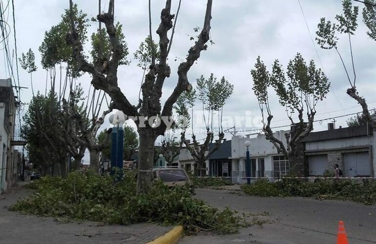 Lo dice el parte informativo. El municipio dej? en claro que " las tareas de escamonda solo es realizada por personal municipal, en tareas programadas, sin costo para el vecino".