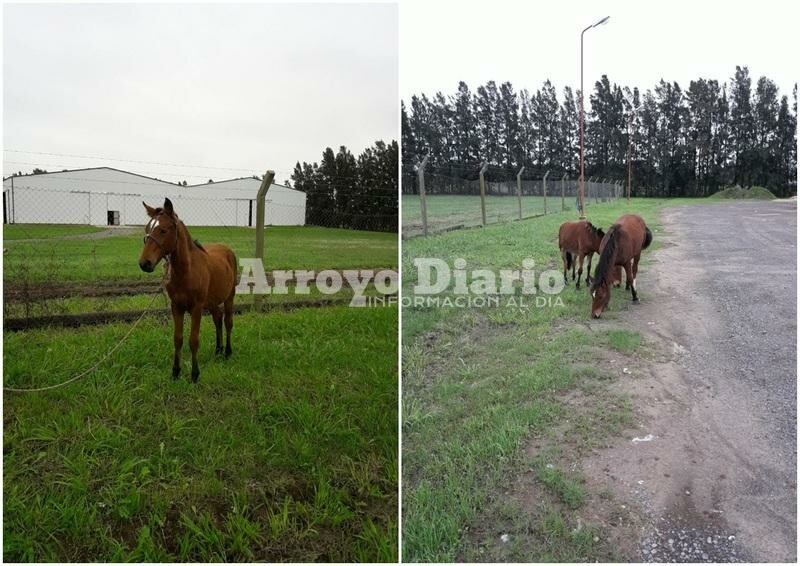 Imagen de Animales sueltos por Ruta 21