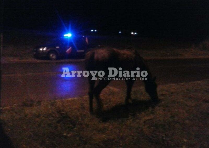 Imagen de Caballo suelto en el camino al Rowing