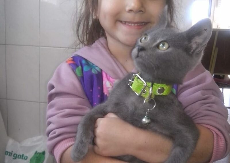 Imagen de Gatito extraviado: Nena desesperada por encontrar a su mascota