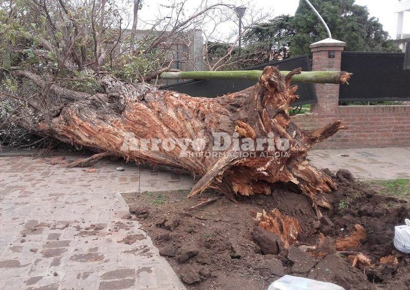 Imagen de Enorme ?rbol destruy? tapial de una vivienda