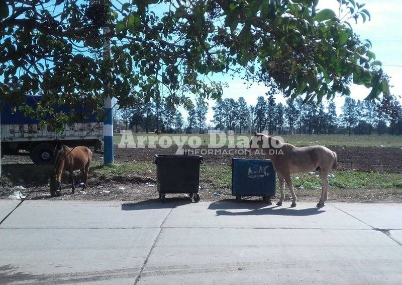 Imagen de Animales sueltos en el camino al Rowing