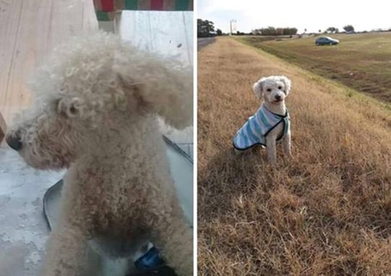 Observaci?n. Al momento de extraviarse no contaba con el chalequito de la foto.