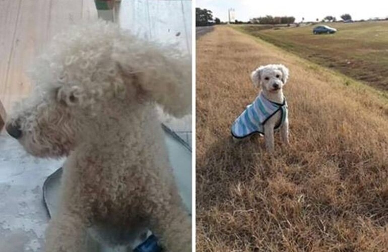 Observaci?n. Al momento de extraviarse no contaba con el chalequito de la foto.