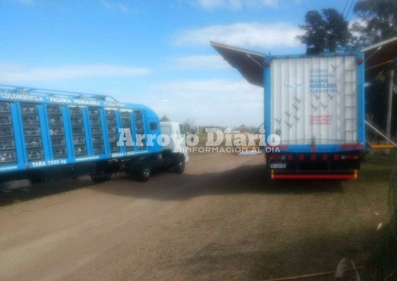 Estos son los camiones que transportan palomas mensajeras para las competencias.