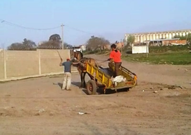 La imagen fue tomada del video que se hizo viral donde se ve claramente que un hombre golpea a latigazos y a patadas al caballo.