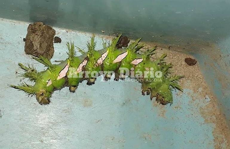 Preocupada. Una vecina de calle Carlos Gardel al 100 envi? esta foto preocupada por la aparici?n de estos bichos en su casa.