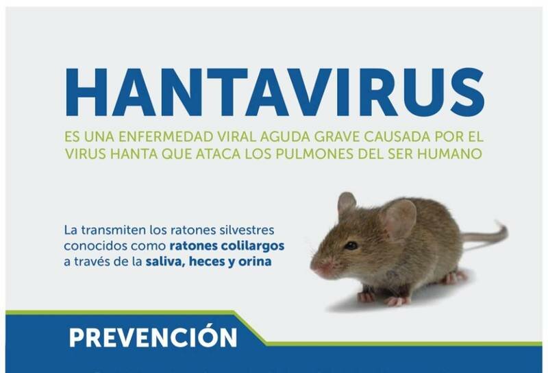 Imagen de Hantavirus; cu?les son los s?ntomas y las medidas de prevenci?n a tener en cuenta