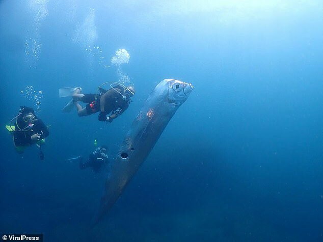 Se ha visto un pez espátula gigante con escamas plateadas brillantes flotando inquietantemente cerca del distrito Ruifang de Taipei.